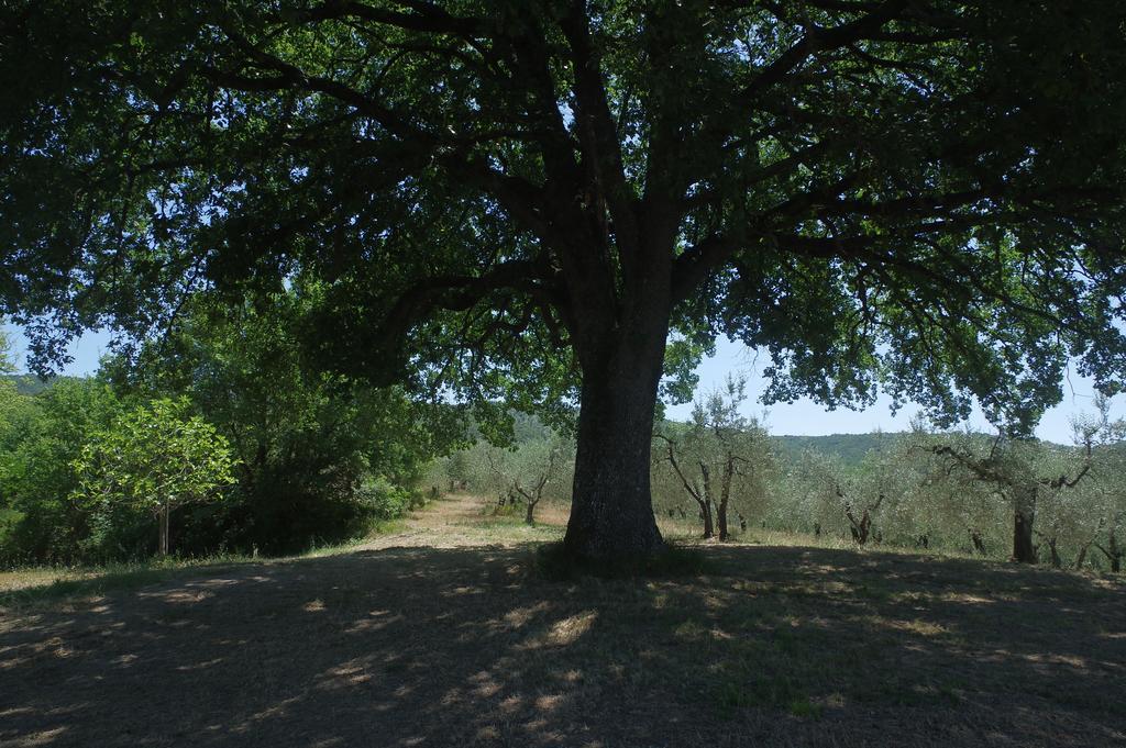 Borgo Buciardella Villa Baschi Eksteriør bilde